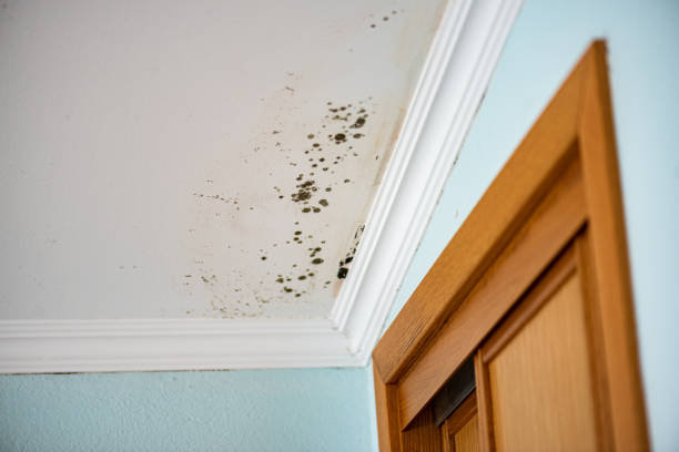 Best Mold Removal Process  in Vine Grove, KY