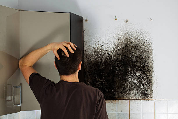 Best Local Mold Removal Service  in Vine Grove, KY